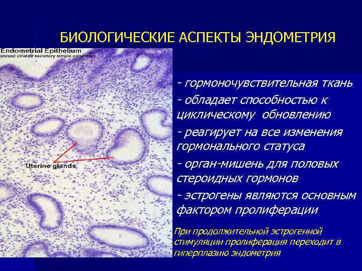 БИОЛОГИЧЕСКИЕ АСПЕКТЫ ЭНДОМЕТРИЯ n n n - гормоночувствительная ткань - обладает способностью к циклическому