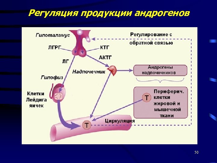 Регуляция продукции андрогенов 50 