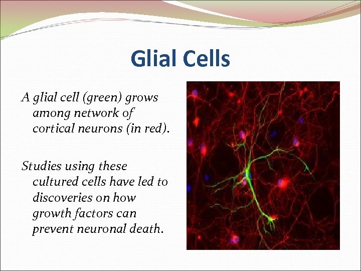 Glial Cells A glial cell (green) grows among network of cortical neurons (in red).