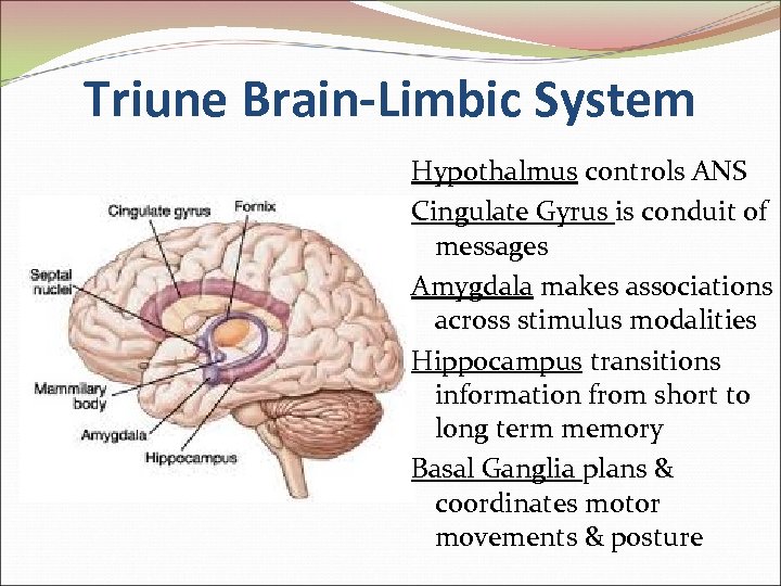 Triune Brain-Limbic System Hypothalmus controls ANS Cingulate Gyrus is conduit of messages Amygdala makes