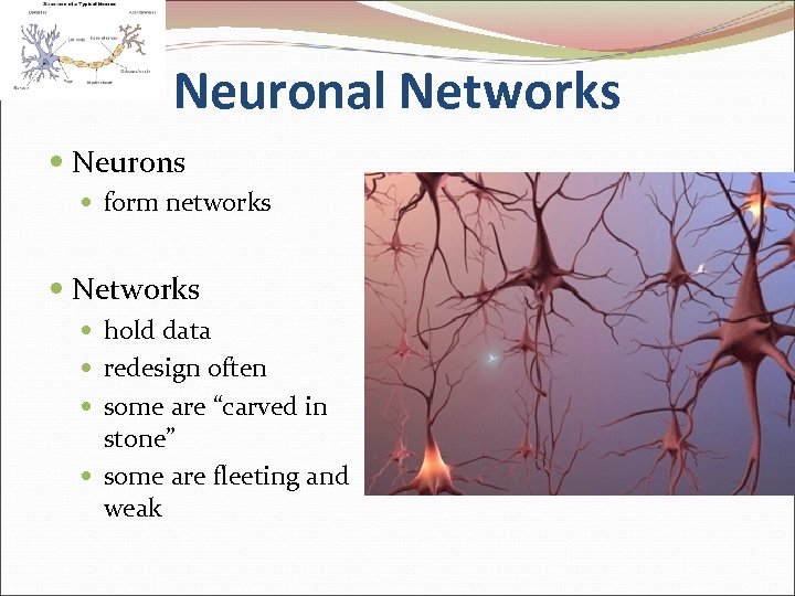 Neuronal Networks Neurons form networks Networks hold data redesign often some are “carved in