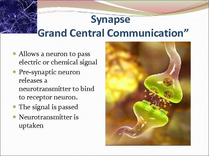 Synapse “Grand Central Communication” Allows a neuron to pass electric or chemical signal Pre-synaptic