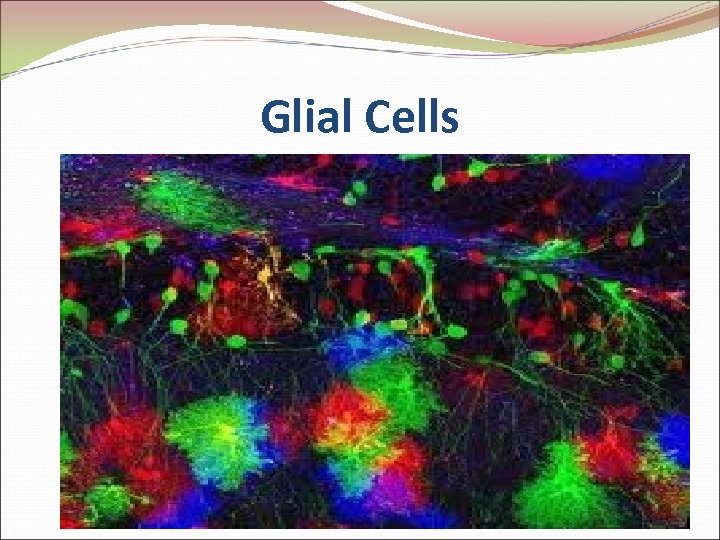 Glial Cells 