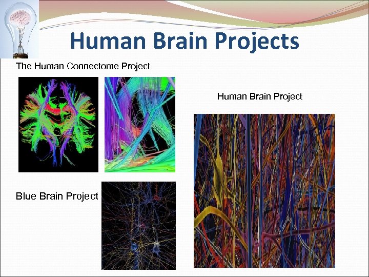 Human Brain Projects The Human Connectome Project Human Brain Project Blue Brain Project 