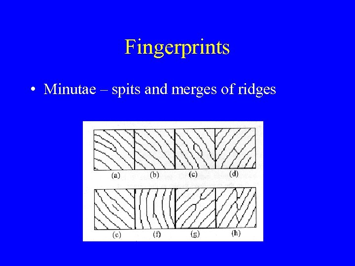 Fingerprints • Minutae – spits and merges of ridges 