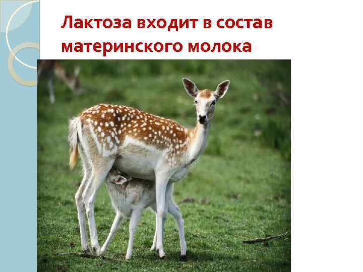 Лактоза входит в состав материнского молока 