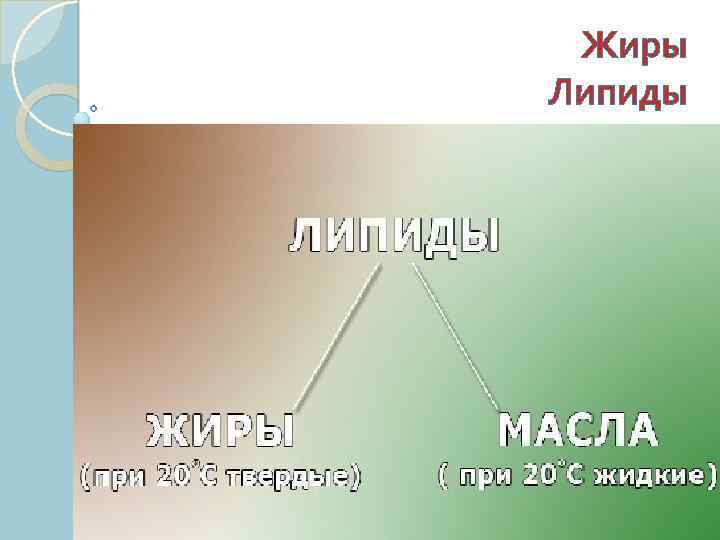 Жиры Липиды 