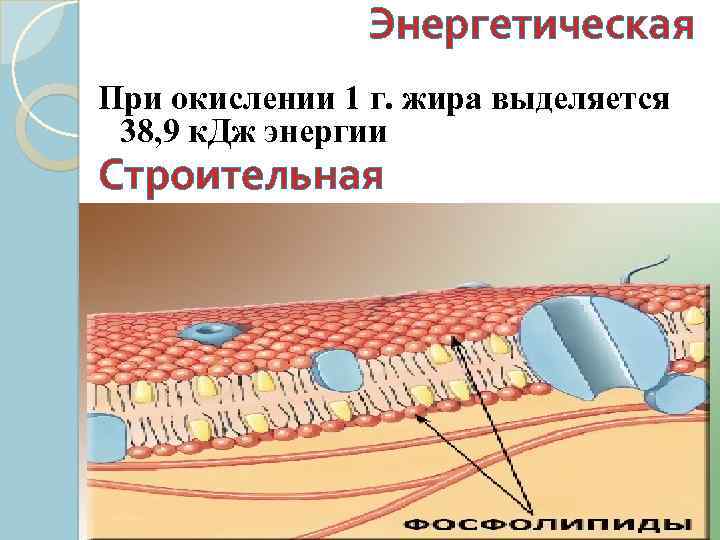 Энергетическая При окислении 1 г. жира выделяется 38, 9 к. Дж энергии Строительная 
