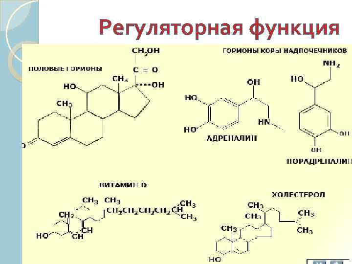 Регуляторная функция 