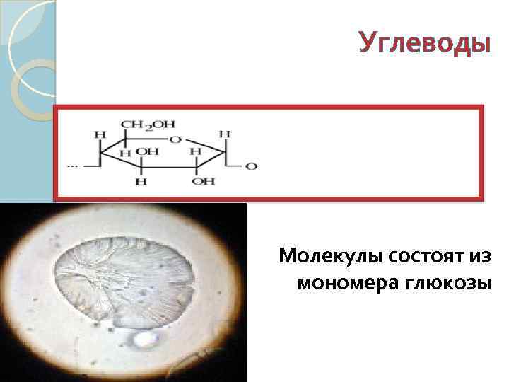Углеводы Молекулы состоят из мономера глюкозы 