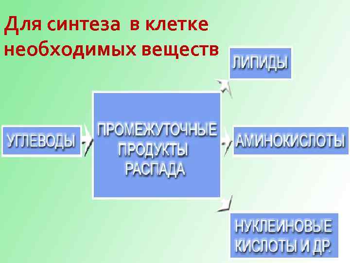 Для синтеза в клетке необходимых веществ 