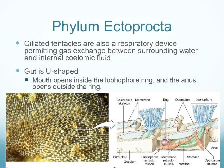 Phylum Ectoprocta Ciliated tentacles are also a respiratory device permitting gas exchange between surrounding