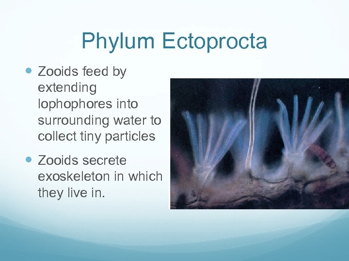 Phylum Ectoprocta Zooids feed by extending lophophores into surrounding water to collect tiny particles