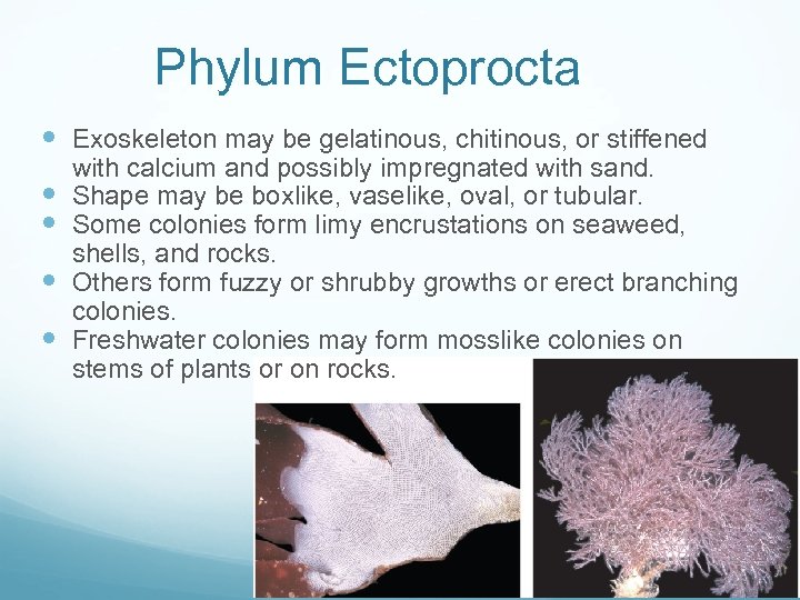 Phylum Ectoprocta Exoskeleton may be gelatinous, chitinous, or stiffened with calcium and possibly impregnated