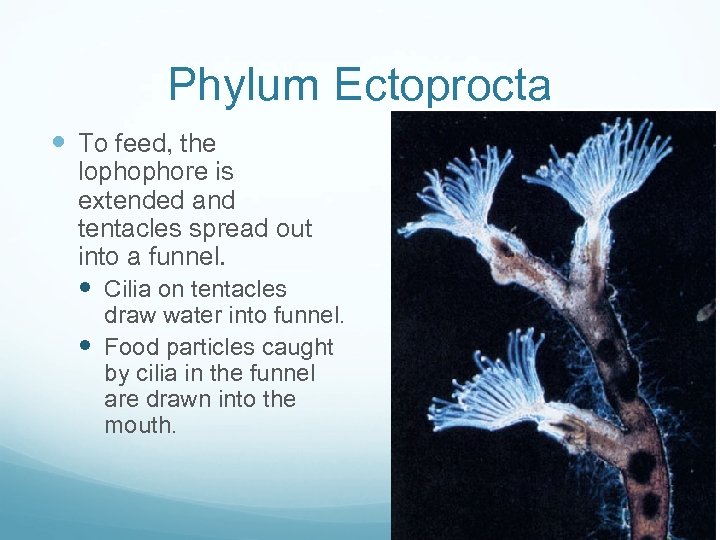 Phylum Ectoprocta To feed, the lophophore is extended and tentacles spread out into a