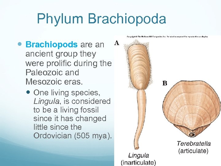 Phylum Brachiopoda Brachiopods are an ancient group they were prolific during the Paleozoic and