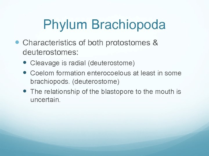 Phylum Brachiopoda Characteristics of both protostomes & deuterostomes: Cleavage is radial (deuterostome) Coelom formation