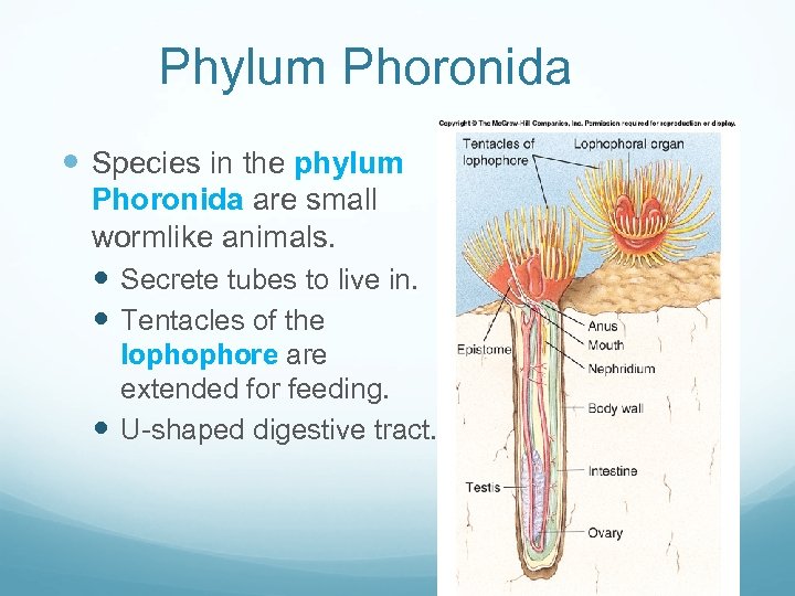 Phylum Phoronida Species in the phylum Phoronida are small wormlike animals. Secrete tubes to