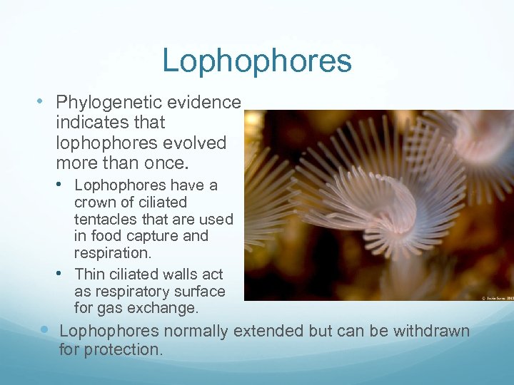 Lophophores • Phylogenetic evidence indicates that lophophores evolved more than once. • Lophophores have