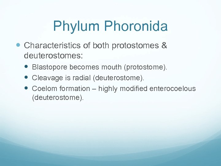 Phylum Phoronida Characteristics of both protostomes & deuterostomes: Blastopore becomes mouth (protostome). Cleavage is