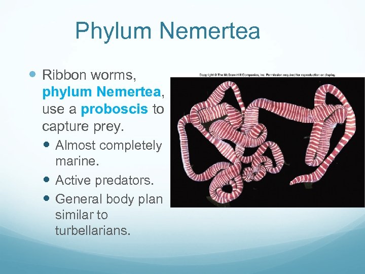 Phylum Nemertea Ribbon worms, phylum Nemertea, use a proboscis to capture prey. Almost completely