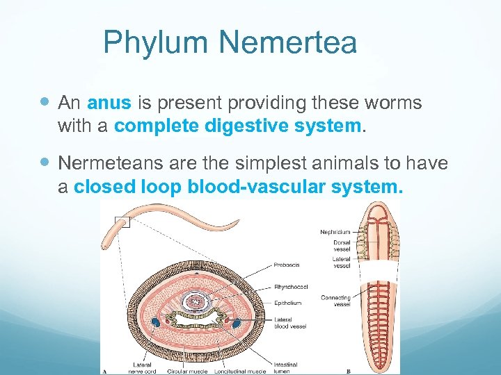 Phylum Nemertea An anus is present providing these worms with a complete digestive system.