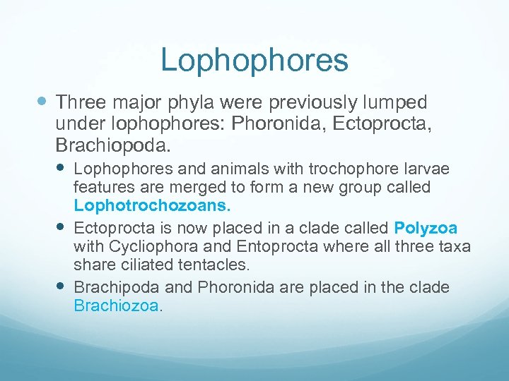 Lophophores Three major phyla were previously lumped under lophophores: Phoronida, Ectoprocta, Brachiopoda. Lophophores and