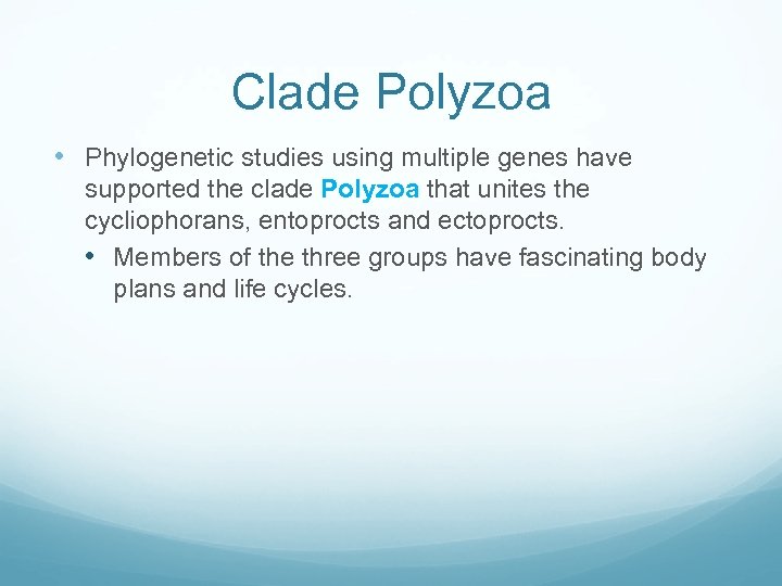 Clade Polyzoa • Phylogenetic studies using multiple genes have supported the clade Polyzoa that