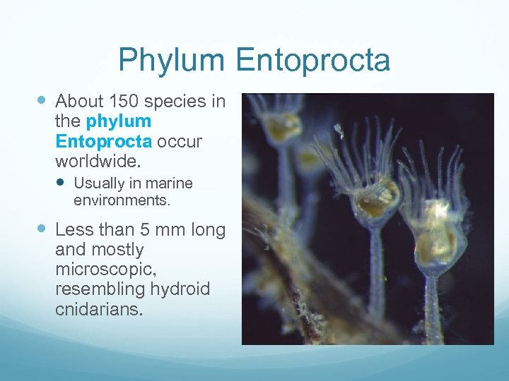 Phylum Entoprocta About 150 species in the phylum Entoprocta occur worldwide. Usually in marine