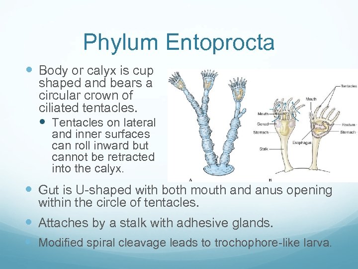 Phylum Entoprocta Body or calyx is cup shaped and bears a circular crown of