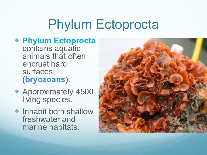 Phylum Ectoprocta contains aquatic animals that often encrust hard surfaces (bryozoans). Approximately 4500 living