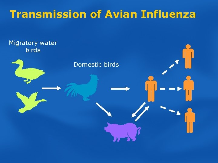 Transmission of Avian Influenza Migratory water birds Domestic birds 
