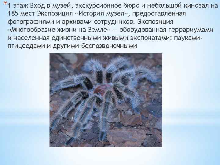 *1 этаж Вход в музей, экскурсионное бюро и небольшой кинозал на 185 мест Экспозиция