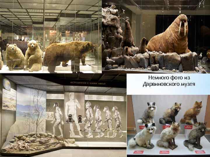 Немного фото из Дарвиновского музея 
