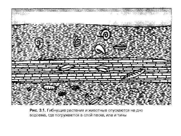 Рис. 3. 1. Гибнущие растения и животные опускаются на дно водоема, где погружаются в