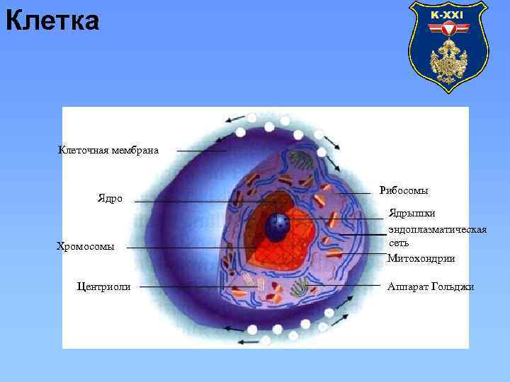 Есть ли клетка. Клеточный центр и рибосомы на строении клеток. Центриоли ядро рибосома. Мембрана ядра клетки. Мембрана ядро рибосома.