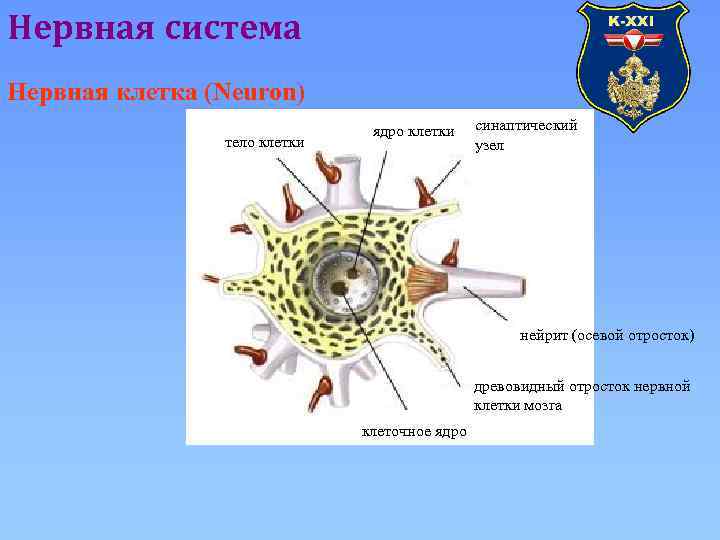 Отростки клетки. Ядрышко нервной клетки. Нервная клетклетка ядро. Оболочки ядра нервной клетки. Нервные клетки многоядерные.