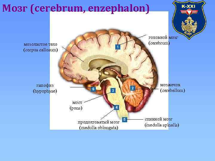 Мозг (cerebrum, enzephalon) головной мозг (cerebrum) мозолистое тело (corpus callosum) мозжечок (cerebellum) гипофиз (hypophyse)