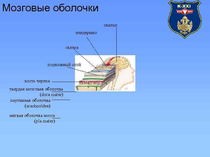 Мозговые оболочки скальп эпидермис склера подкожный слой кость черепа твердая мозговая оболочка (dura mater)