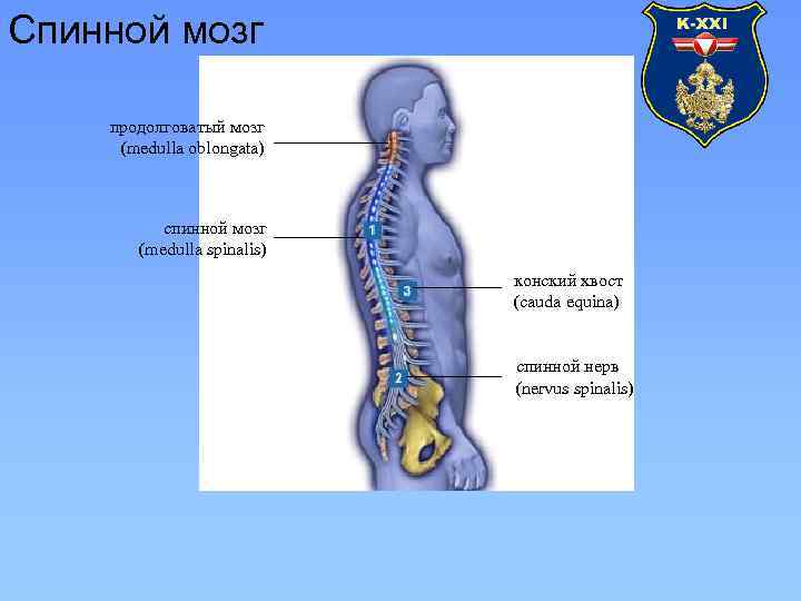 Спинной мозг продолговатый мозг (medulla oblongata) спинной мозг (medulla spinalis) конский хвост (cauda equina)