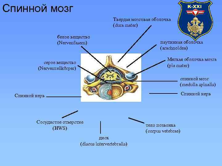 Спинной мозг Твердая мозговая оболочка (dura mater) белое вещество (Nervenfasern) паутинная оболочка (arachnoidea) Мягкая