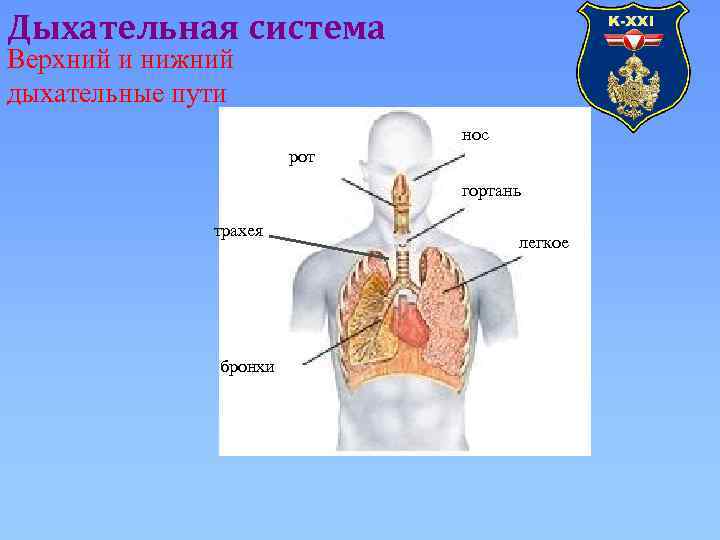 Дыхательная система Верхний и нижний дыхательные пути нос рот гортань трахея бронхи легкое 