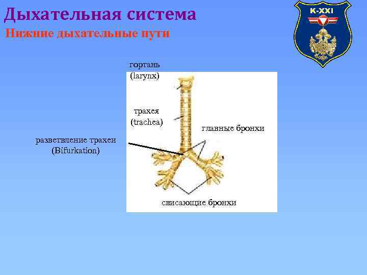 Дыхательная система Нижние дыхательные пути гортань (larynx) трахея (trachea) главные бронхи разветвление трахеи (Bifurkation)