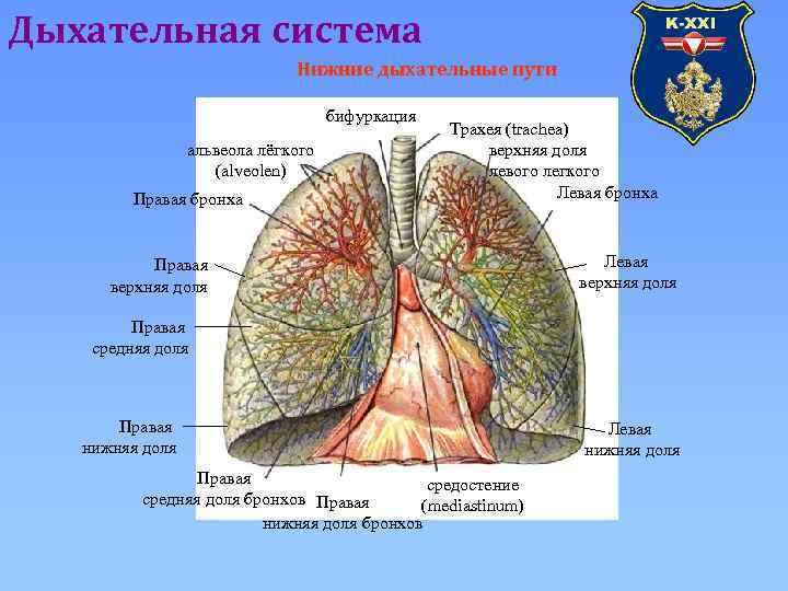 Дыхательная система Нижние дыхательные пути бифуркация альвеола лёгкого (alveolen) Правая бронха Трахея (trachea) верхняя