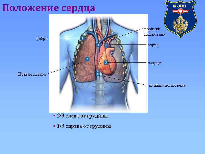 Положение сердца верхняя полая вена ребро аорта сердце Правое легкое нижняя полая вена §
