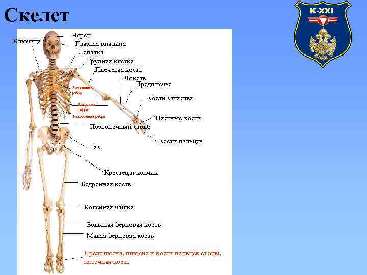 Скелет Ключица Череп Глазная впадина Лопатка Грудная клетка Плечевая кость Локоть Предплечье 7 истинных