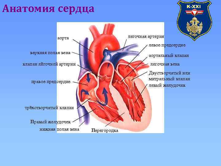 Правое предсердие вены левый желудочек. Легочная Вена аорта верхняя полая Вена правое предсердие. Верхняя полая Вена аорта легочная Вена. Анатомия сердца легочная артерия. Сердце с аортой и легочной артерией.