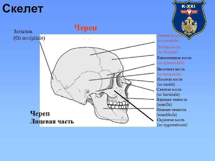 Скелет Затылок (Os occipitale) Череп Лицевая часть Череп Теменная кость (os parietale) Лобная кость