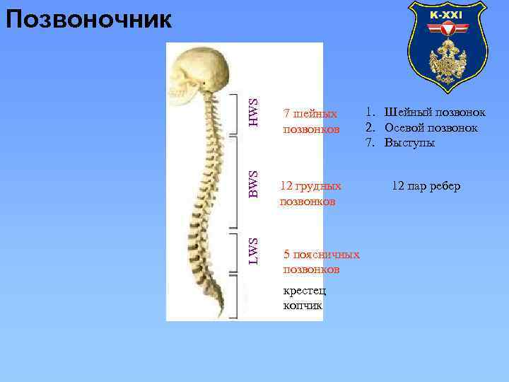 LWS BWS HWS Позвоночник 7 шейных позвонков 1. Шейный позвонок 2. Осевой позвонок 7.