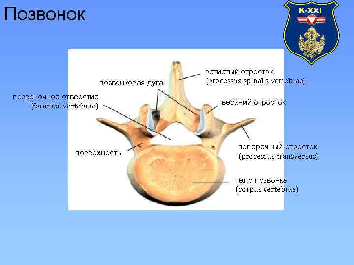 Остистые отростки позвоночника фото